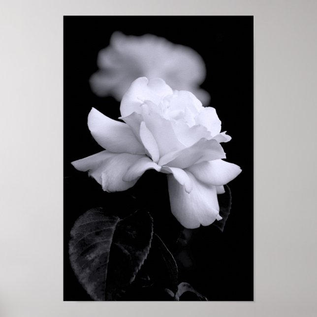 Poster Rose Blanche (Devant)
