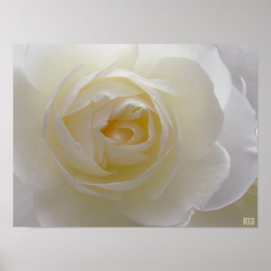 Poster Rose blanche Imprimer Belle Fleur Art Impri