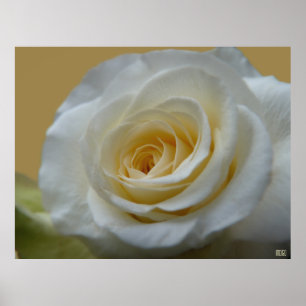 Poster Rose blanche Imprimer Belle Fleur Art Impri