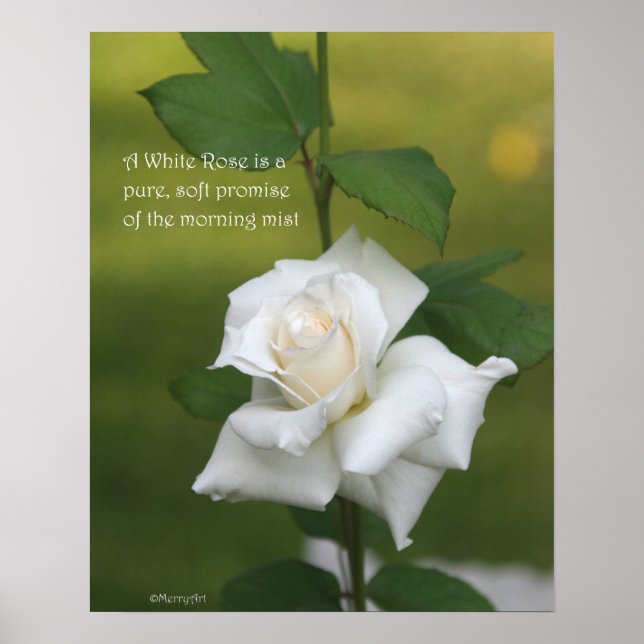 Poster Rose blanche : ROSE et PROSE 16x20 (Devant)