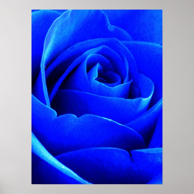 Poster Rose bleu (Devant)