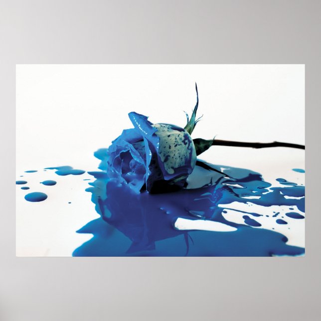 Poster Rose bleu saignant (Devant)