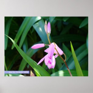 Poster Rose contre vert