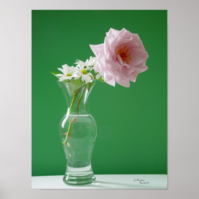 Poster rose Daisies (Devant)