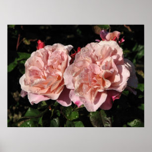 Poster Rose d'arbuste éloigné de tambours 142