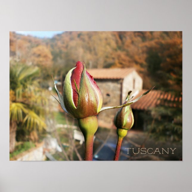 Poster Rose d'automne toscan. Toscane. (Devant)