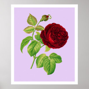 Poster Rose de chou