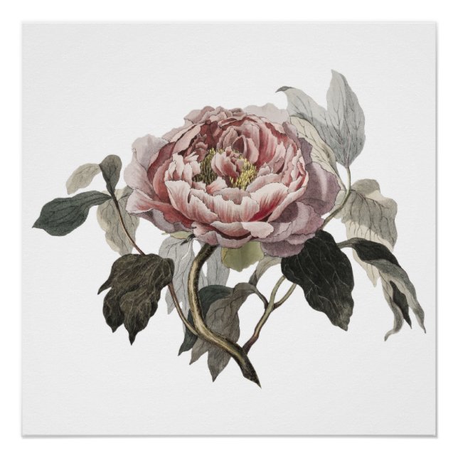 Poster Rose de chou rose dessinée à la main (Devant)