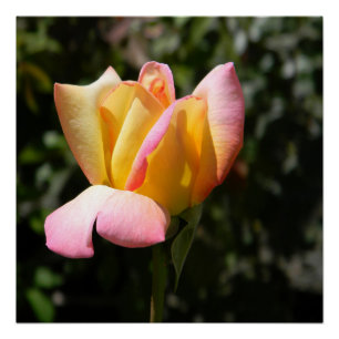 Poster Rose de la paix...