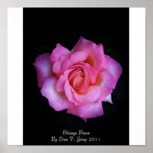 Poster Rose De La Paix De Chicago Par Stan The Roseman