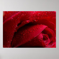Rose de macro rouge avec gouttelettes d'eau