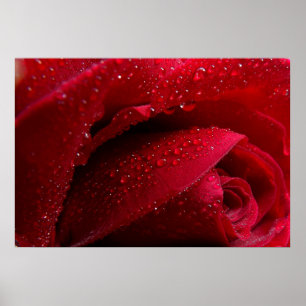 Poster Rose de macro rouge avec gouttelettes d'eau