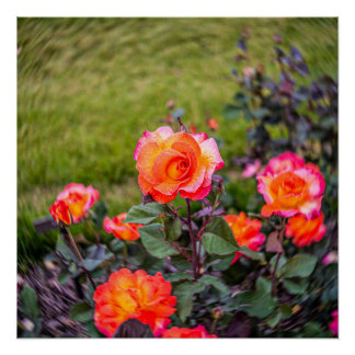 Poster Rose de Mardi Gras avec une touche