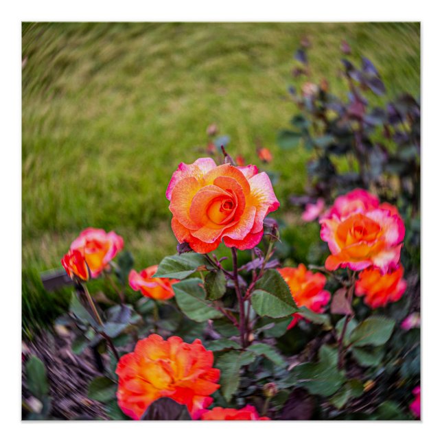 Poster Rose de Mardi Gras avec une touche (Devant)