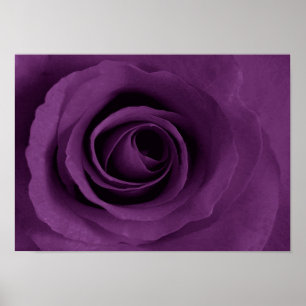 Poster rose de pourpre d'affiche d'Etsy