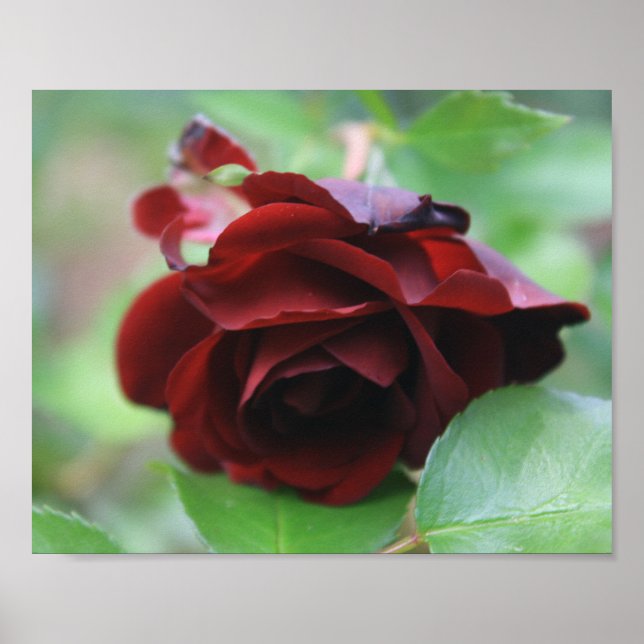 Poster Rose Delicate Rouge Profond (Devant)