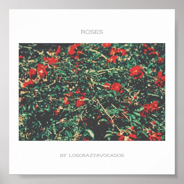 Poster Rose Des Fleurs Rouge Et Vert (Devant)