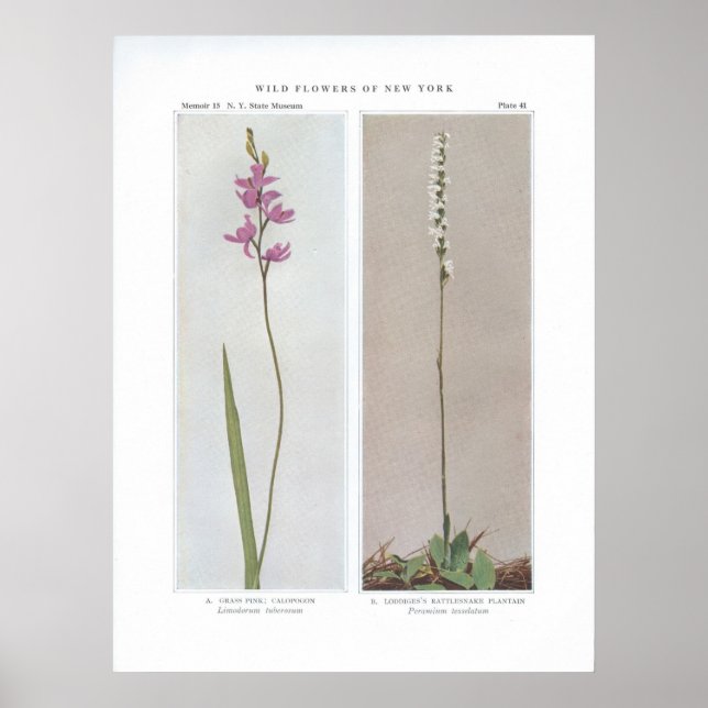 Poster Rose d'herbe ; Calopogon - Limodorum tuberosum et (Devant)