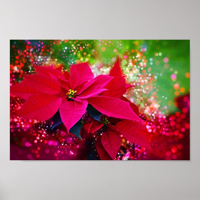 Poster Rose d'hiver, poinsettia / Weihnachtsstern festlic (Devant)