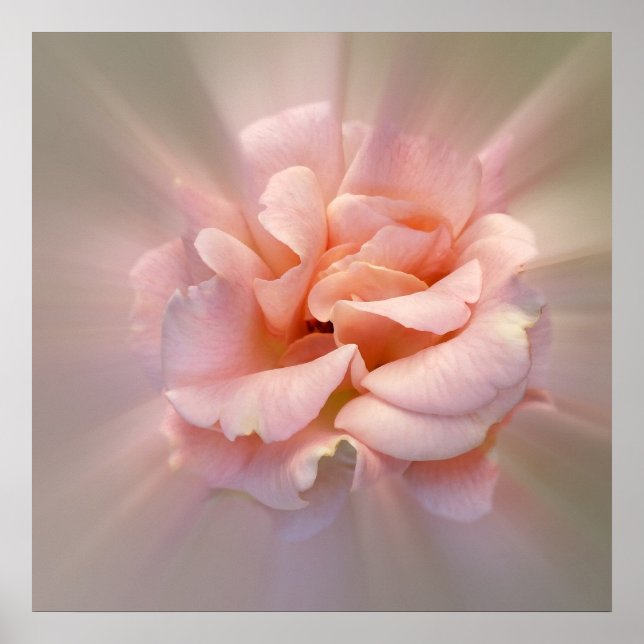 Poster Rose doré (Devant)