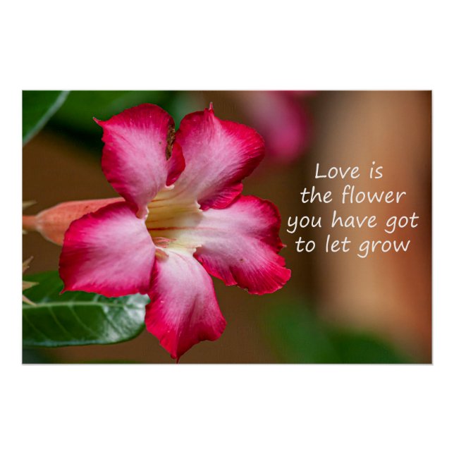 Poster Rose du désert Adenium rose Obesum (Devant)