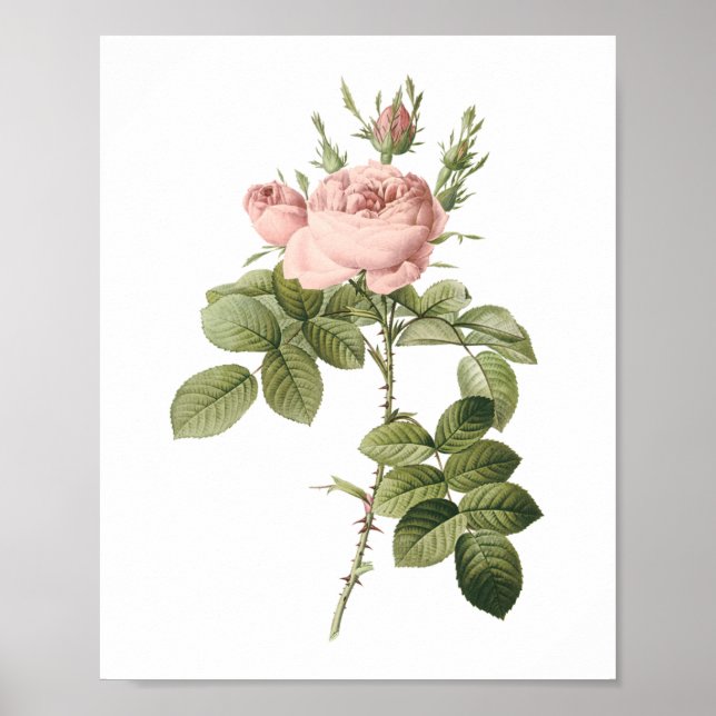 Poster rose du parfumeur par Redouté (Devant)