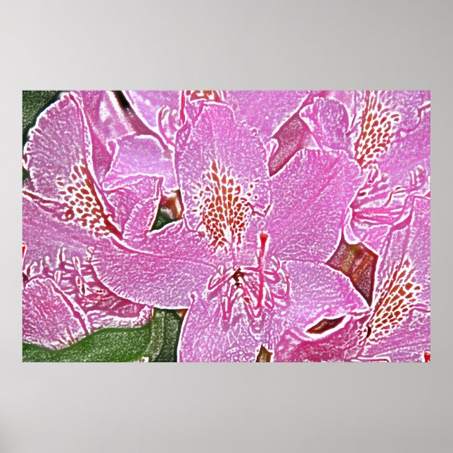 Poster rose en fleurs de rhododendron (Devant)