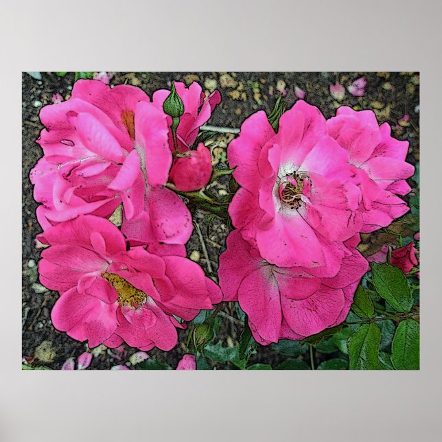 Poster Rose Escalade rose Numériquement amélioré (Devant)