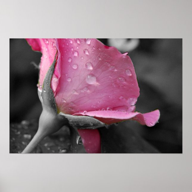 Poster rose et noir (Devant)