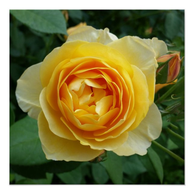 Poster rose et rosebud (Devant)