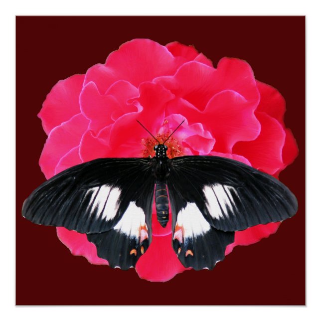 Poster Rose et Swallowtail (Devant)