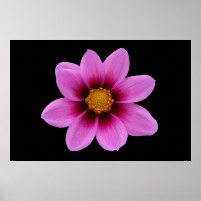 Poster rose Floral (Devant)