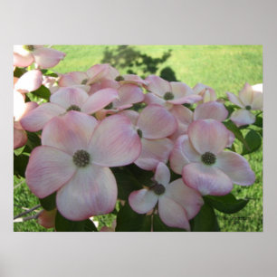 Poster rose Flower Dogwood
