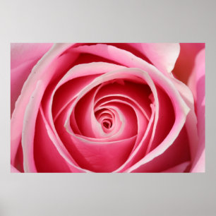 Poster Rose foncé 01 de rose