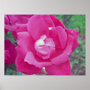 Poster Rose foncée photo