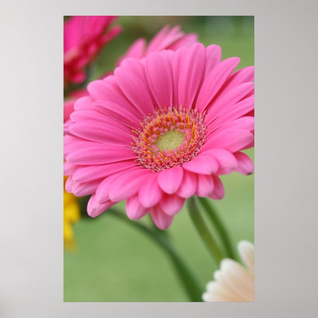 Poster rose Gerbera Daisy (Devant)