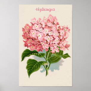 Poster rose Hydrangea