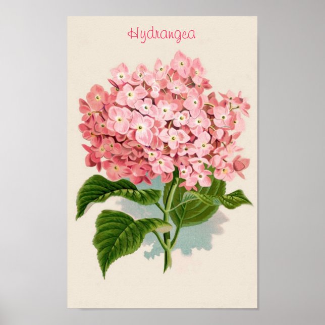 Poster rose Hydrangea (Devant)