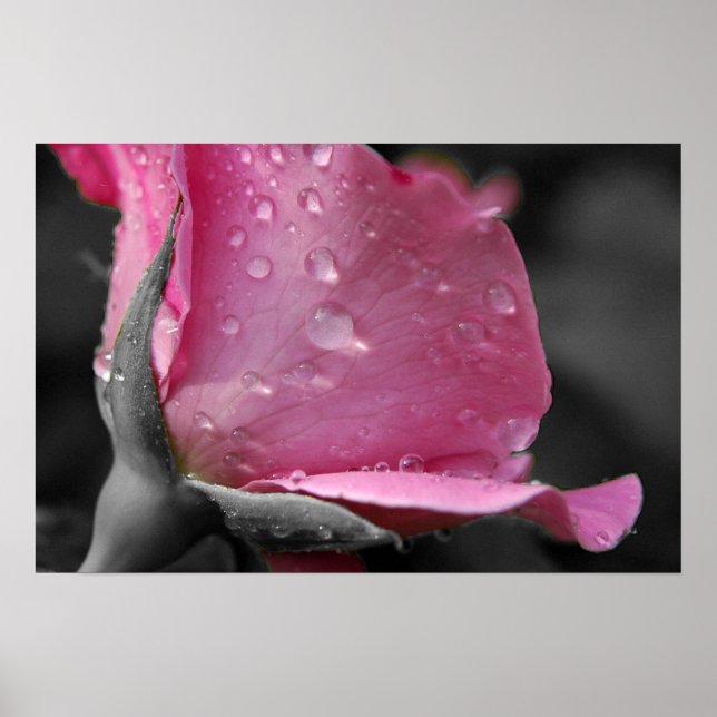 Poster Rose II (Devant)