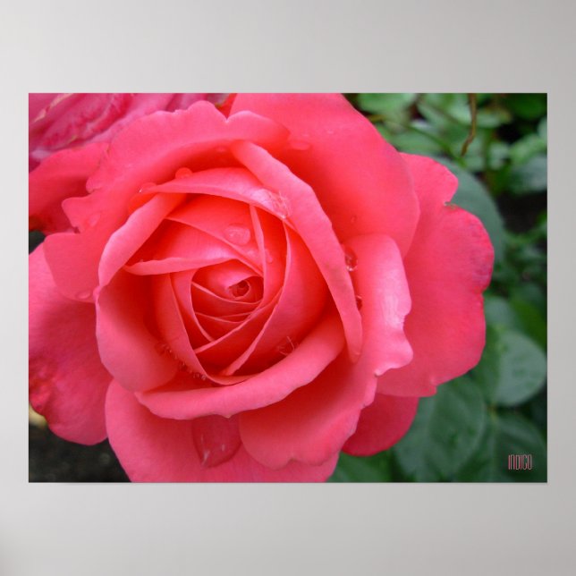 Poster rose Imprimer Belle Fleur Art Imprimer (Devant)