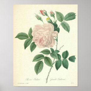 Poster Rose Indica par Redoute
