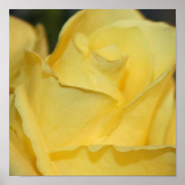 Poster rose jaune (Devant)