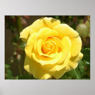 Poster rose jaune
