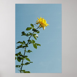 Poster rose jaune