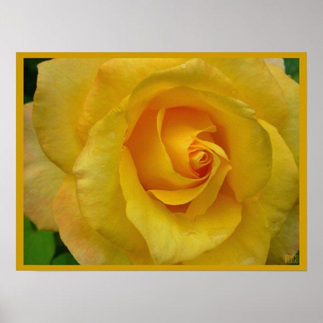 Poster Rose Jaune Imprimer Belle impression Fleur (Devant)