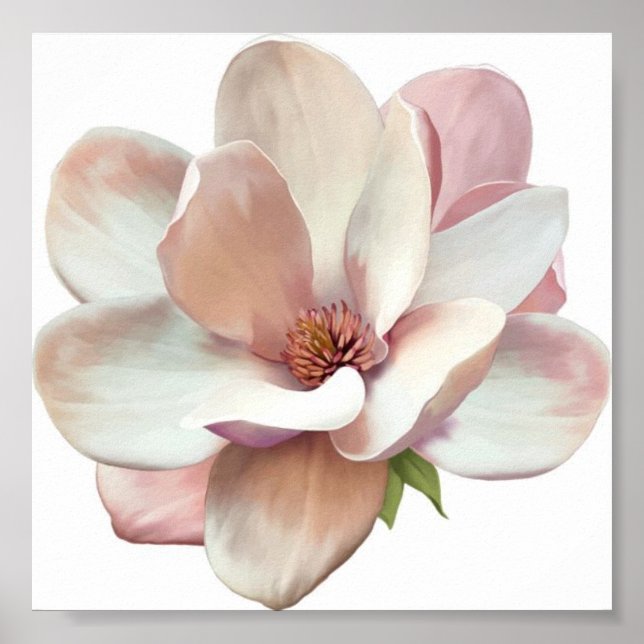 Poster rose magnolia (Devant)