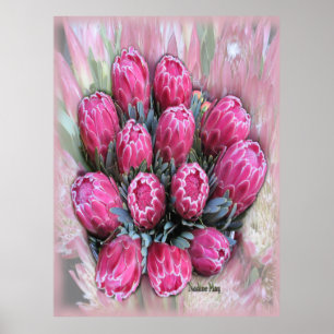 Poster rose Mamosa Protea