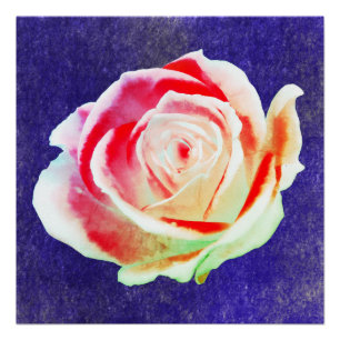 Poster Rose multicolore sur un bg bleu