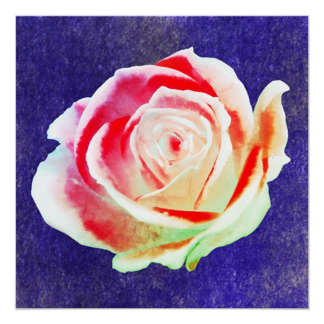 Poster Rose multicolore sur un bg bleu (Devant)
