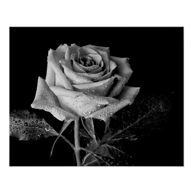 Poster Rose noir blanc (Devant)